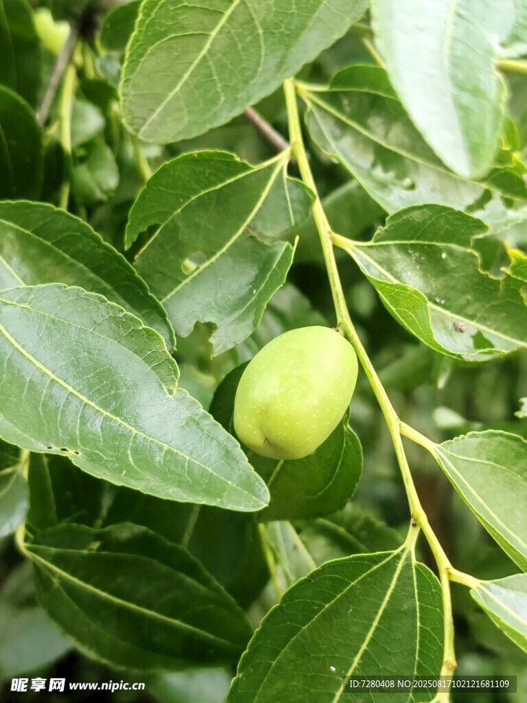 枝头青枣