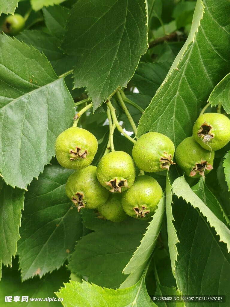 枝头青果