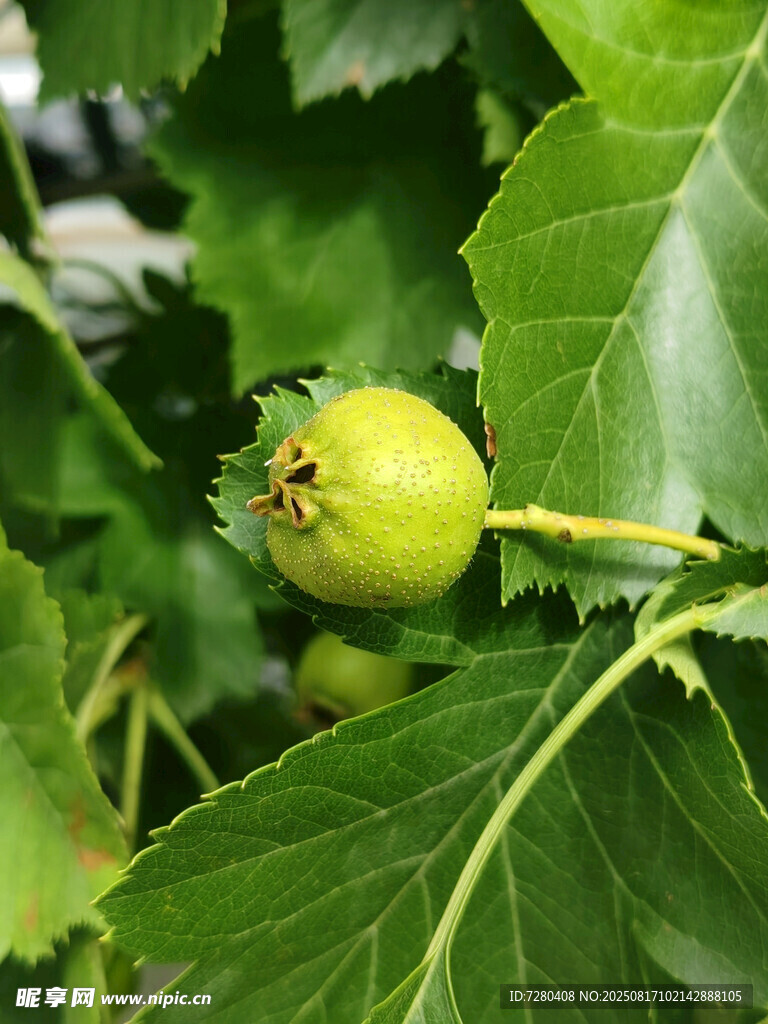 青嫩无花果挂于绿叶间