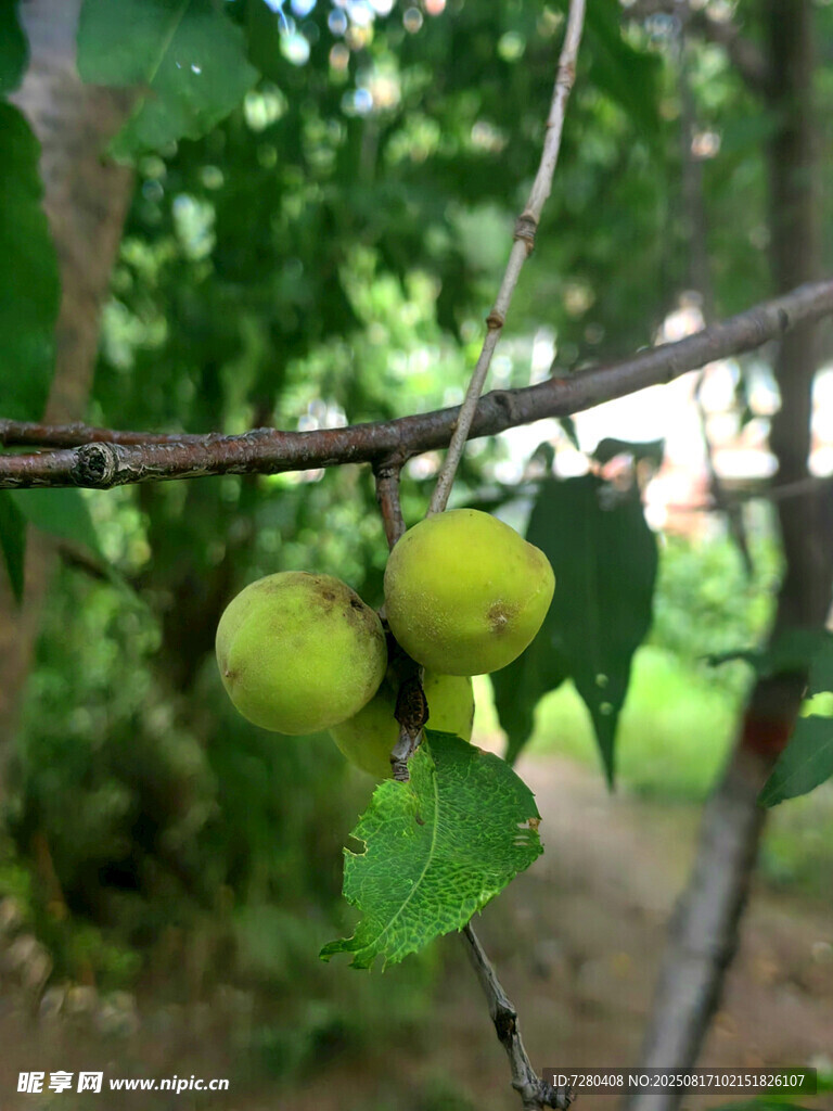 枝头青果