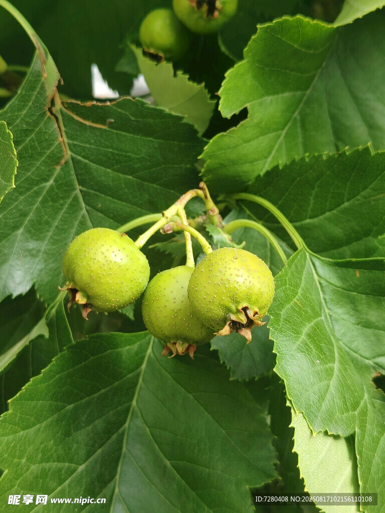 青苹果挂在绿叶间