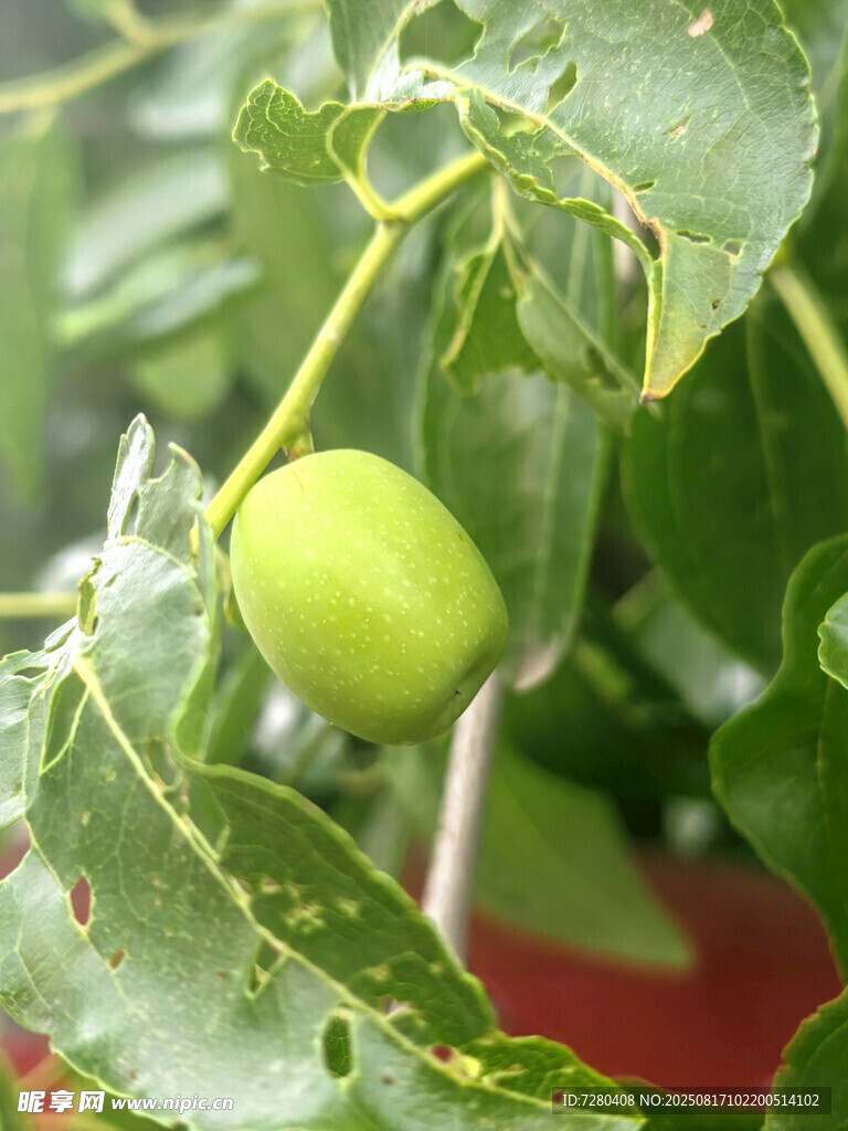 枝头青果