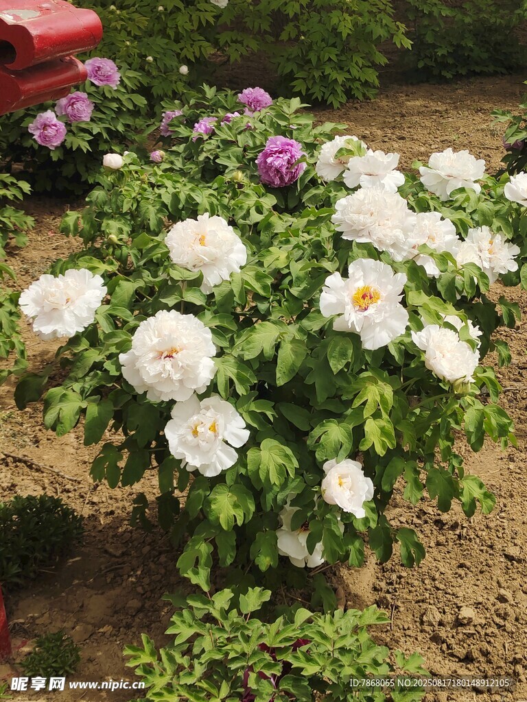 盛开的白色花丛