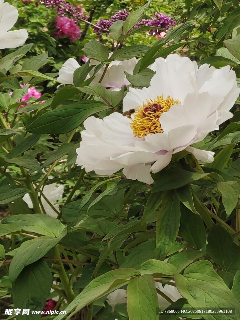 盛开的白色牡丹花