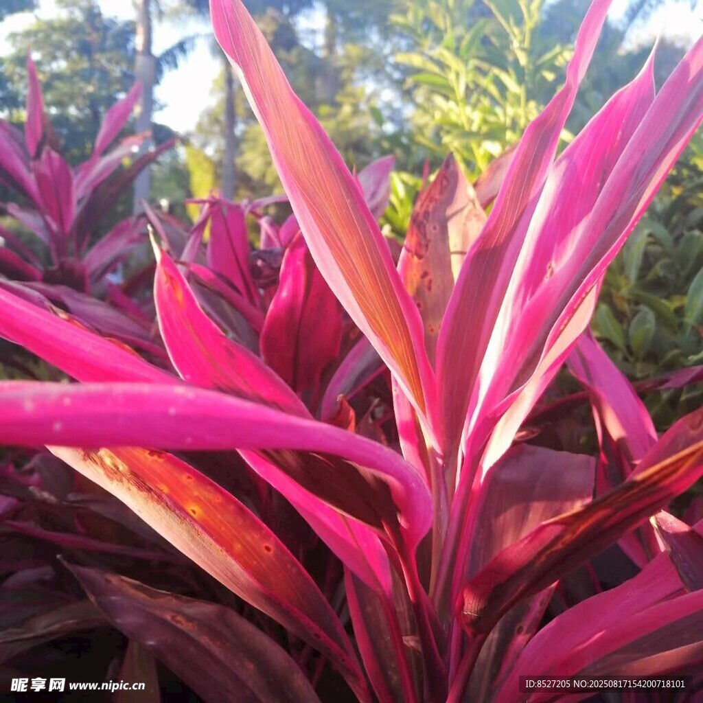 艳丽紫叶植物特写