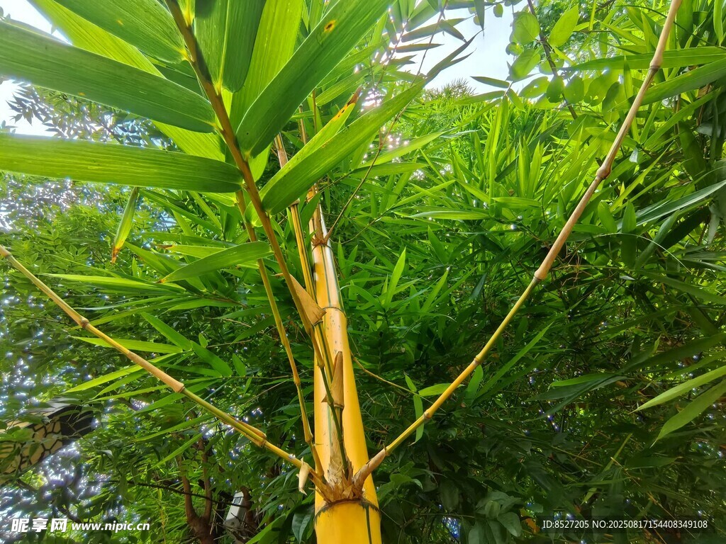 翠绿新竹