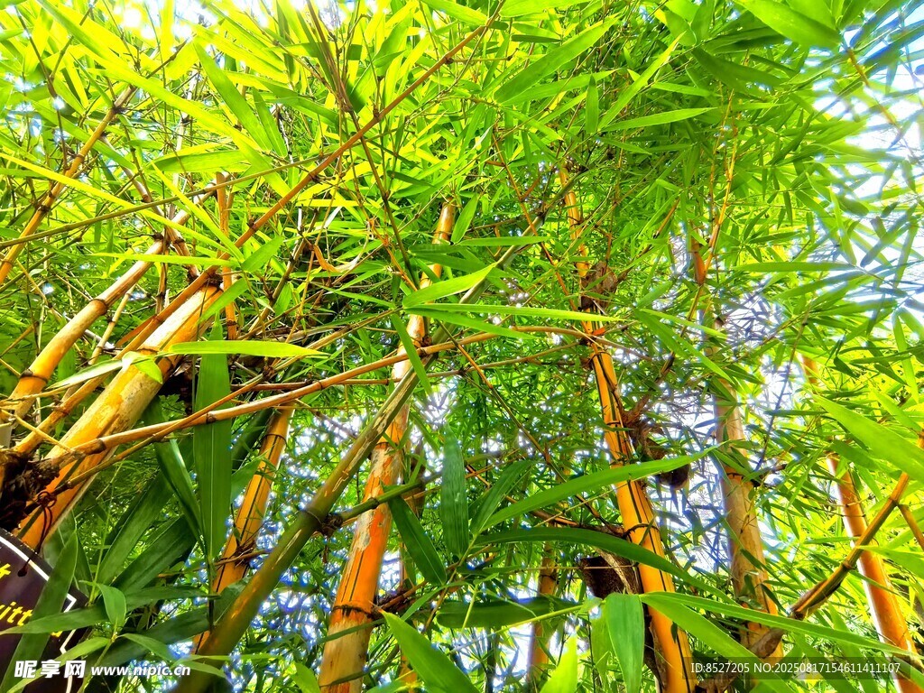 翠绿竹林