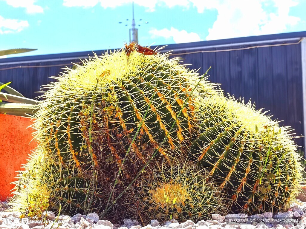 球形仙人掌特写