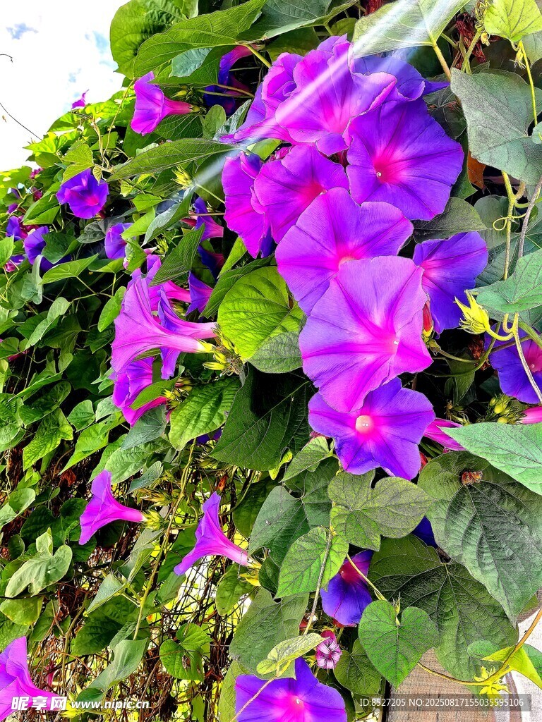 绽放的紫色牵牛花