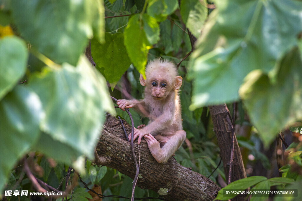 树枝上的小猴