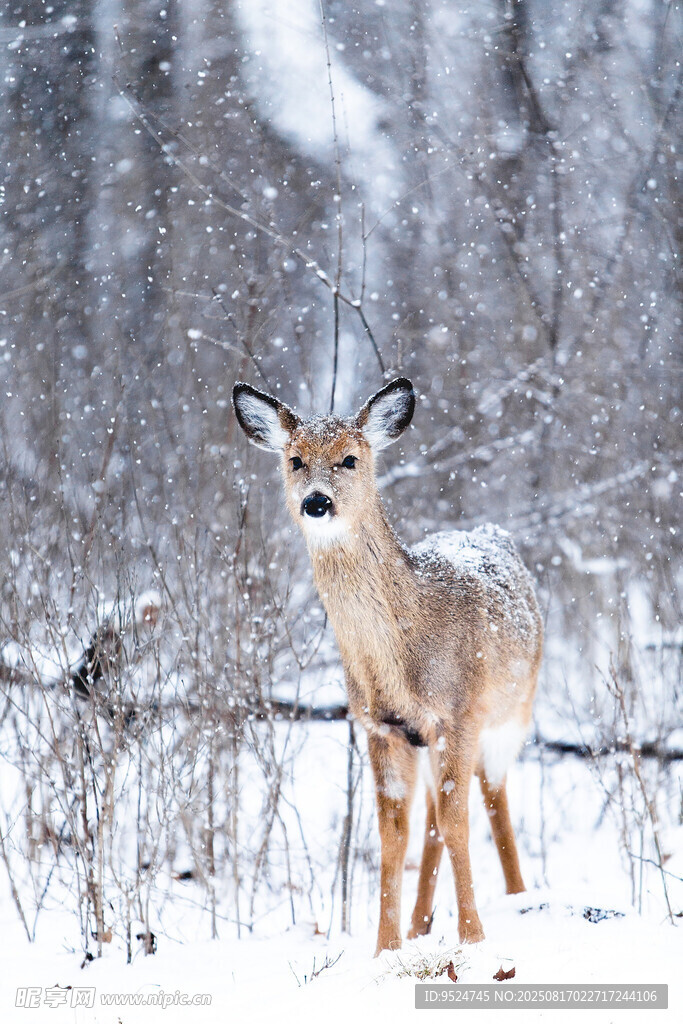 雪地中的小鹿