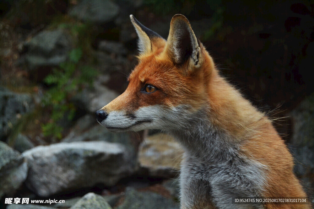 山林中的红狐狸