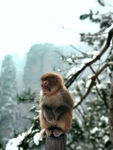 雪中山猴坐枝头