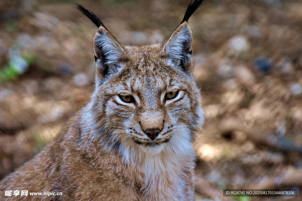 野生猞猁特写