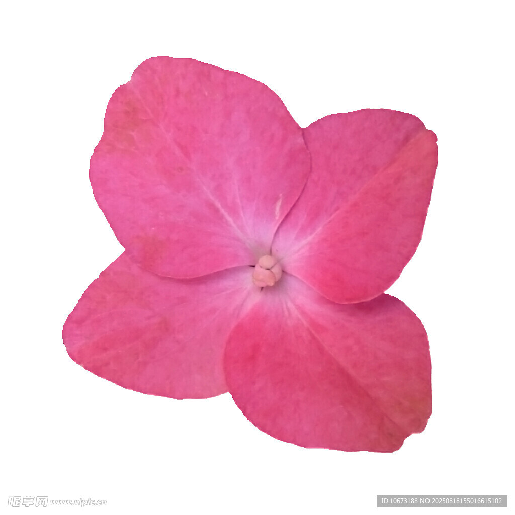 娇艳粉色五瓣花