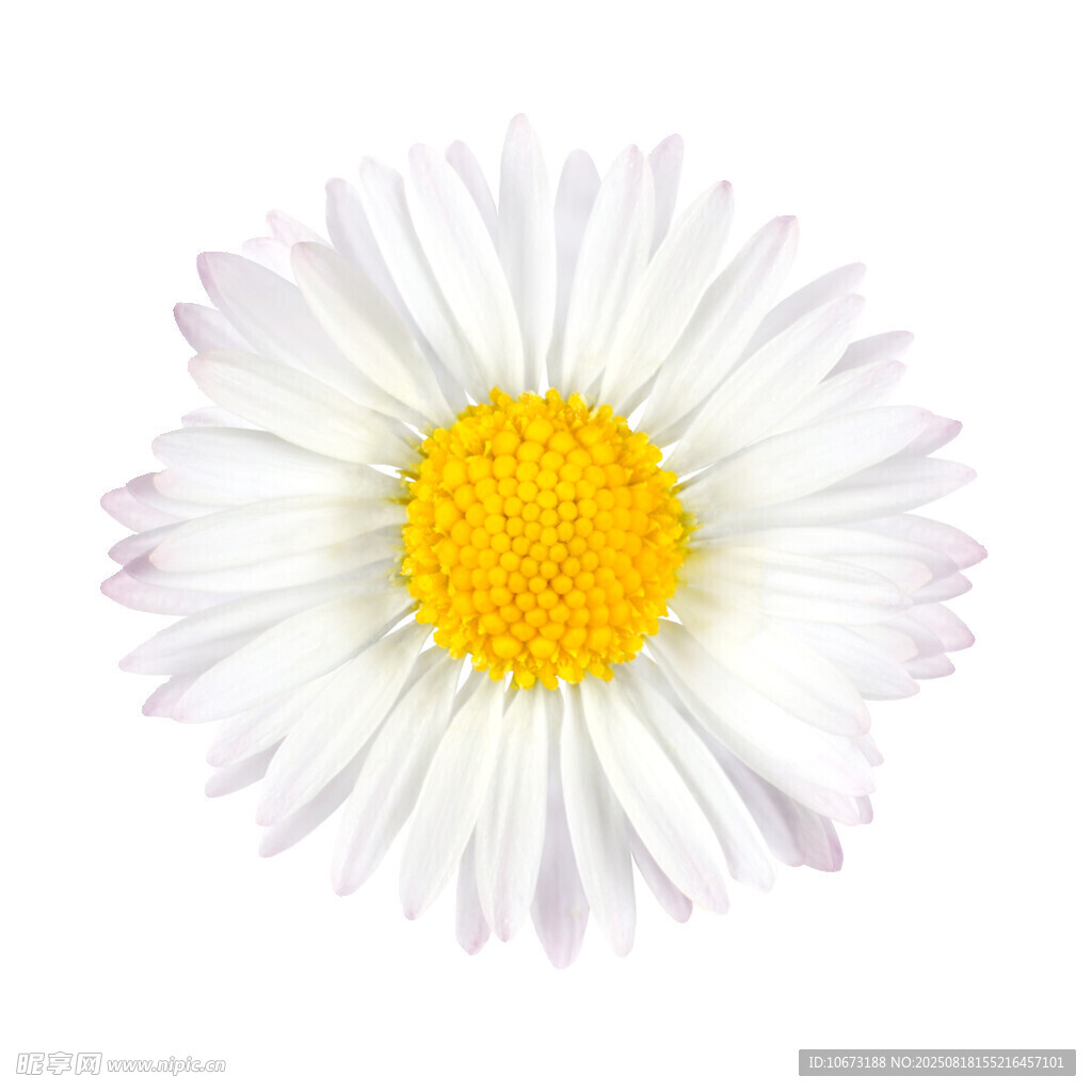 白色雏菊特写