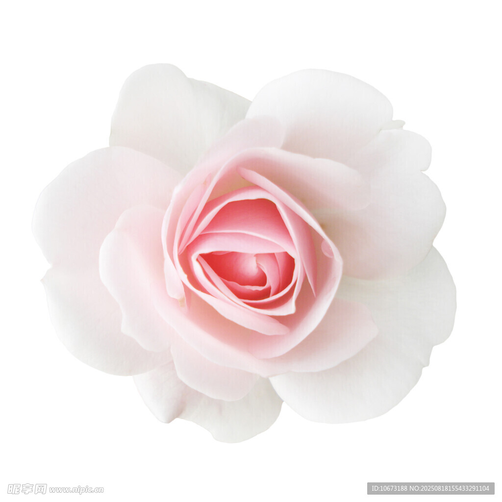 粉色柔美白玫瑰花