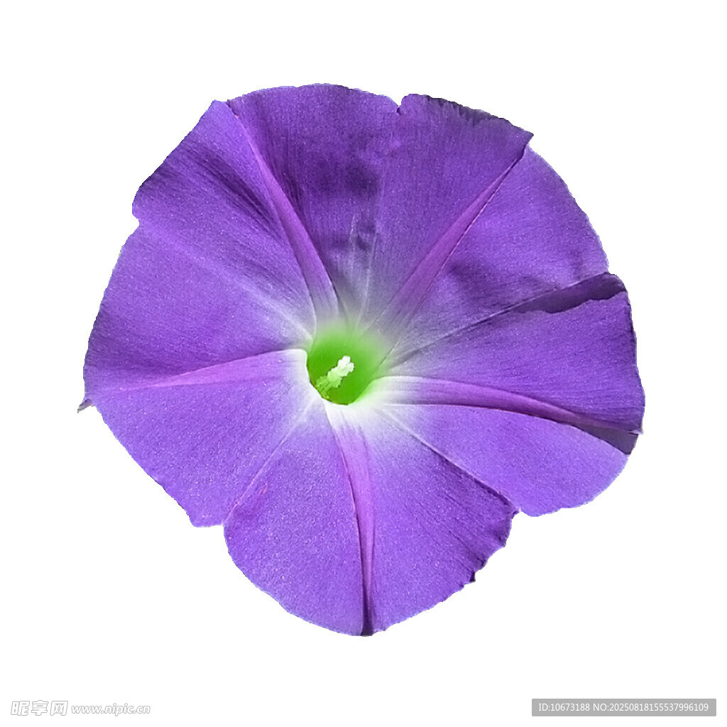 紫色牵牛花特写