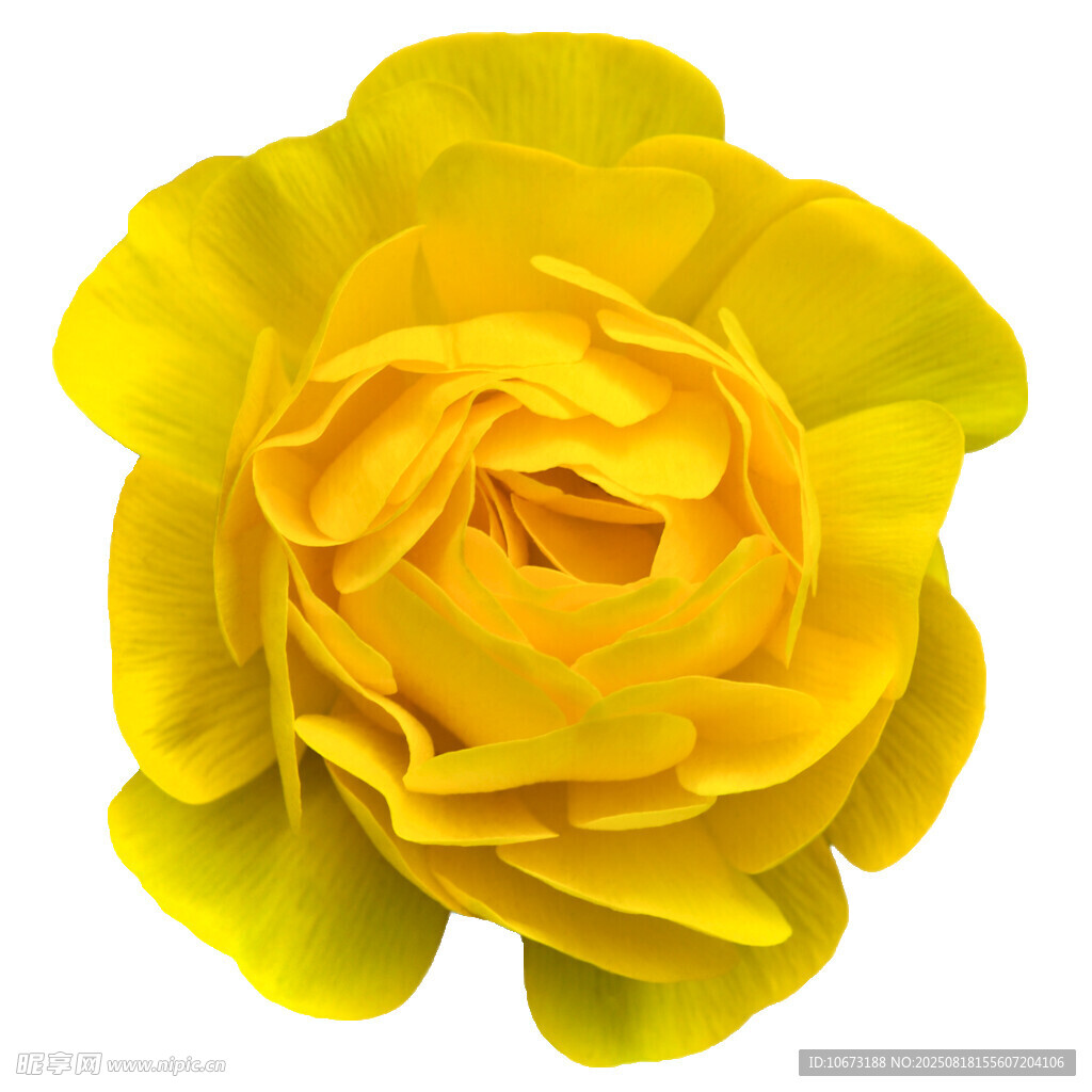 黄色娇艳月季花