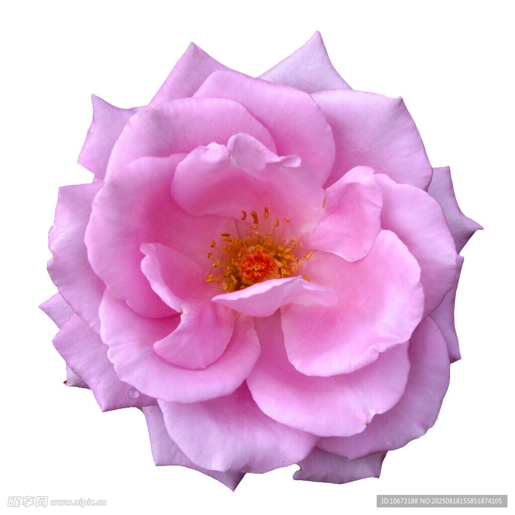 粉色娇艳月季花