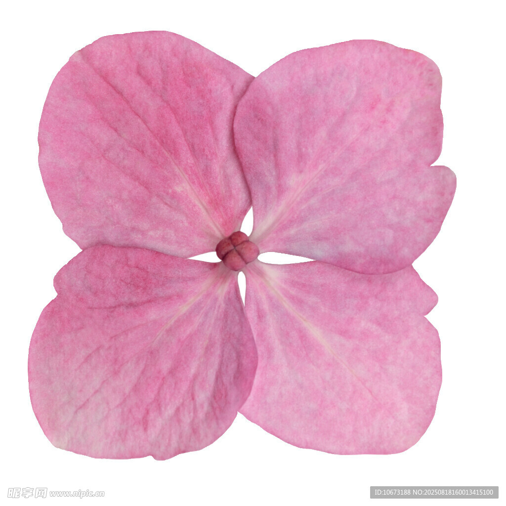 粉色绣球花特写