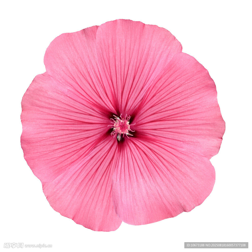粉色蜀葵花特写