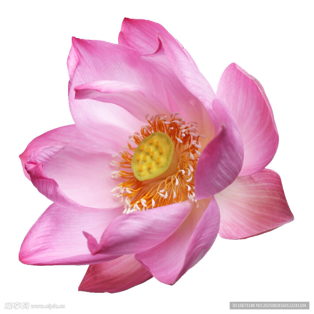 娇艳粉色莲花