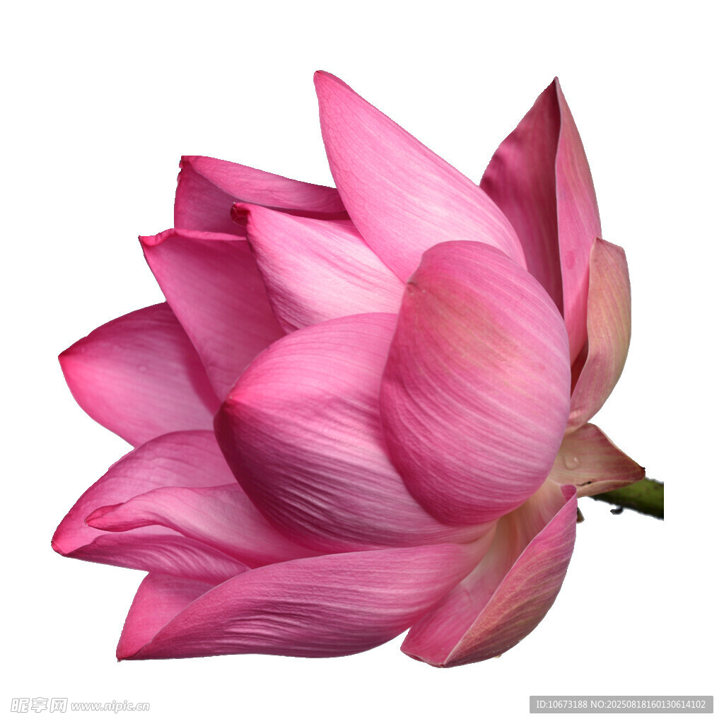 娇艳粉色莲花