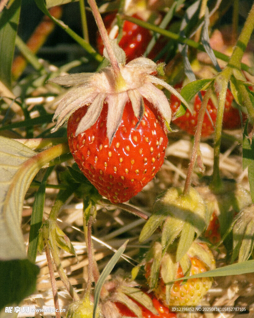 成熟野草莓