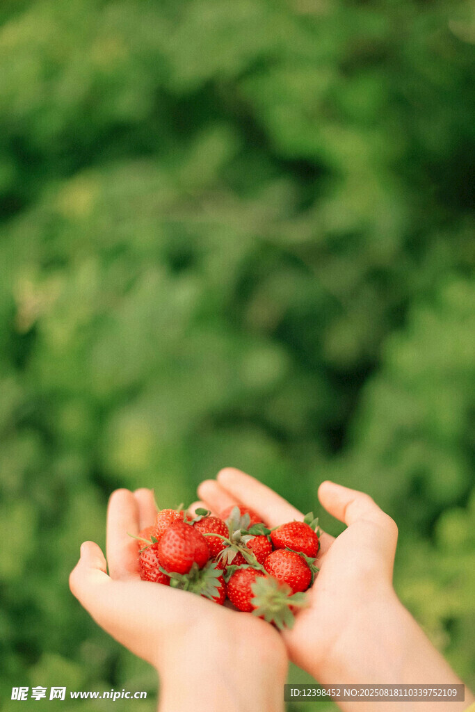 手中捧满新鲜小番茄