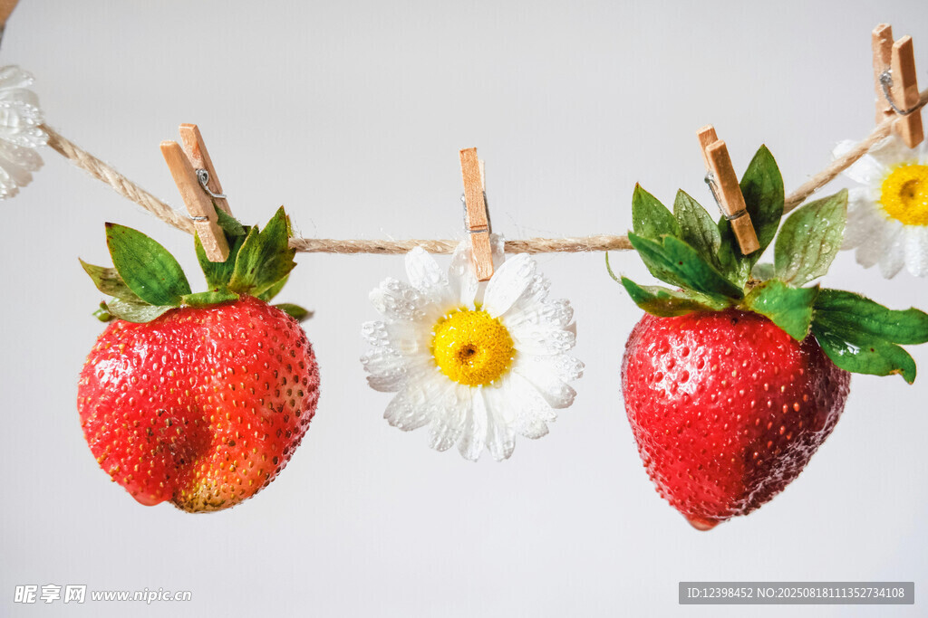 草莓雏菊