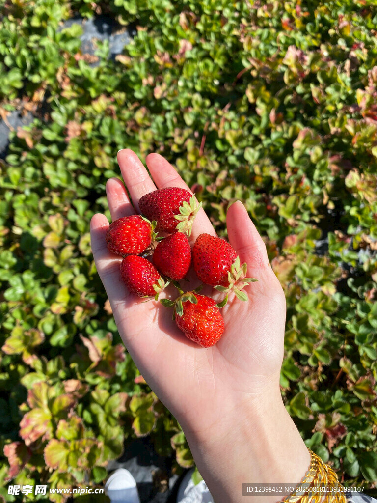 手中鲜草莓