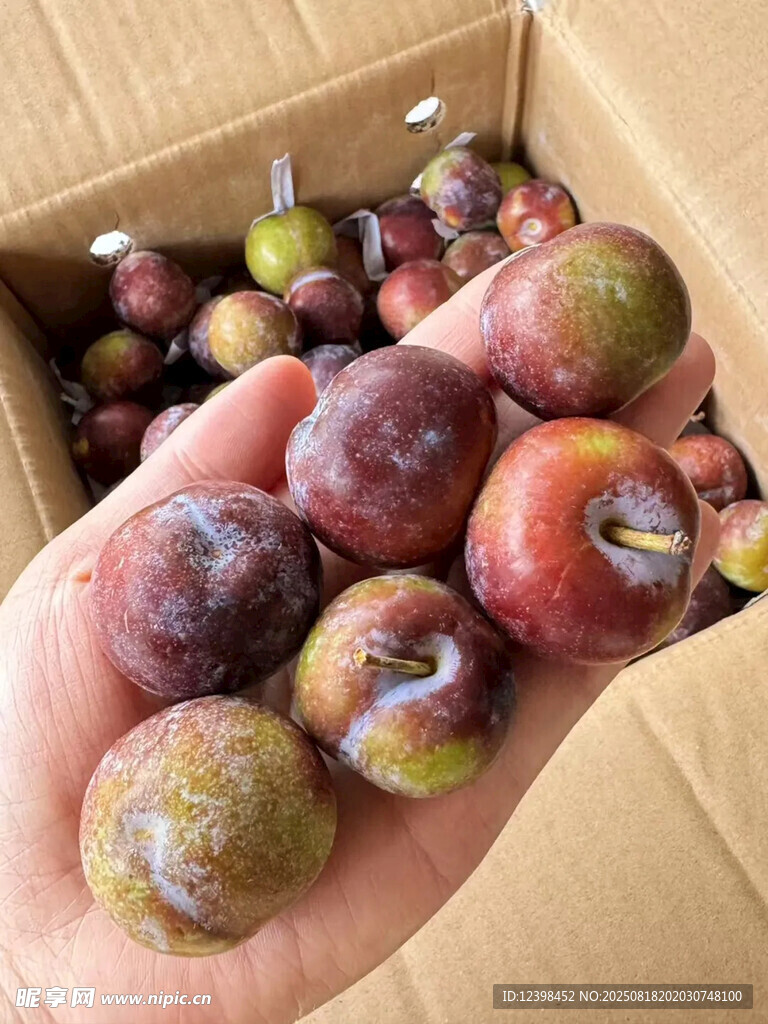 手捧新鲜饱满的紫皮李子