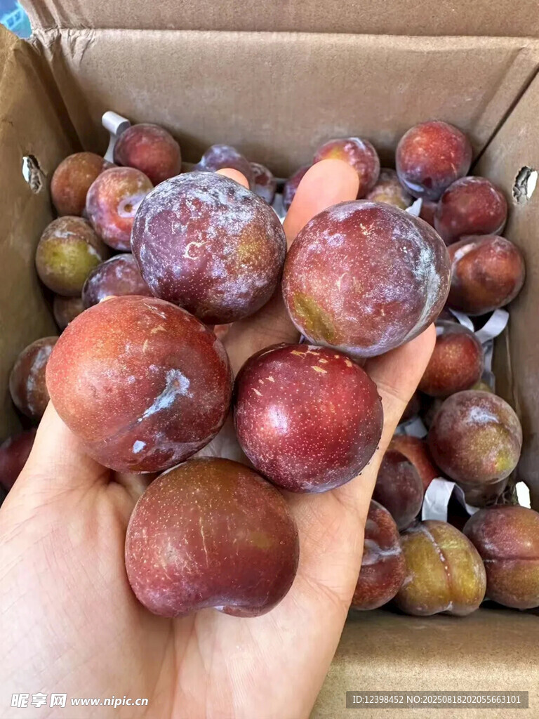 手捧盒装新鲜李子