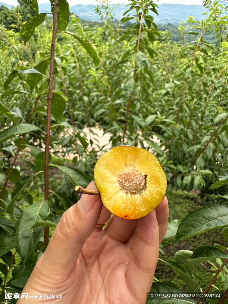 脆红李