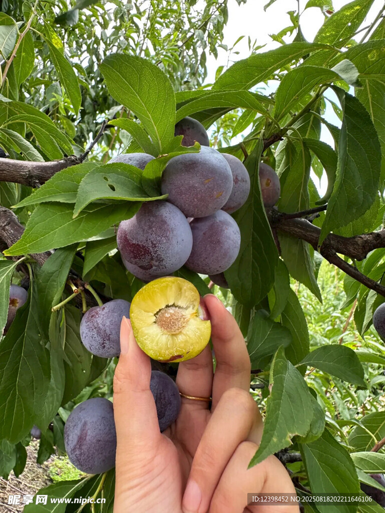 手摘新鲜紫李