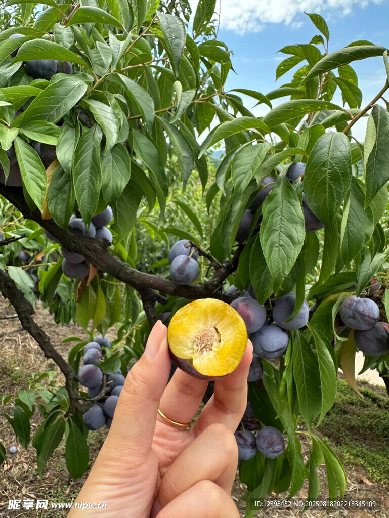 手摘新鲜黄心李子