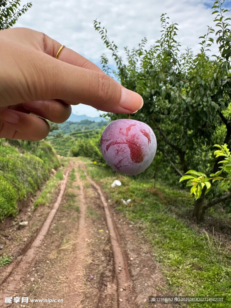 手捧紫李于乡间土路