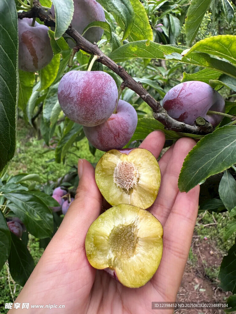 手捧新鲜诱人的紫皮李子