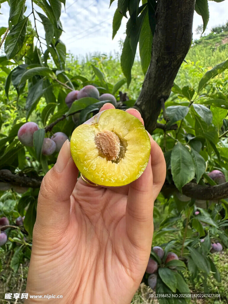 手捧树上切开的新鲜黄李