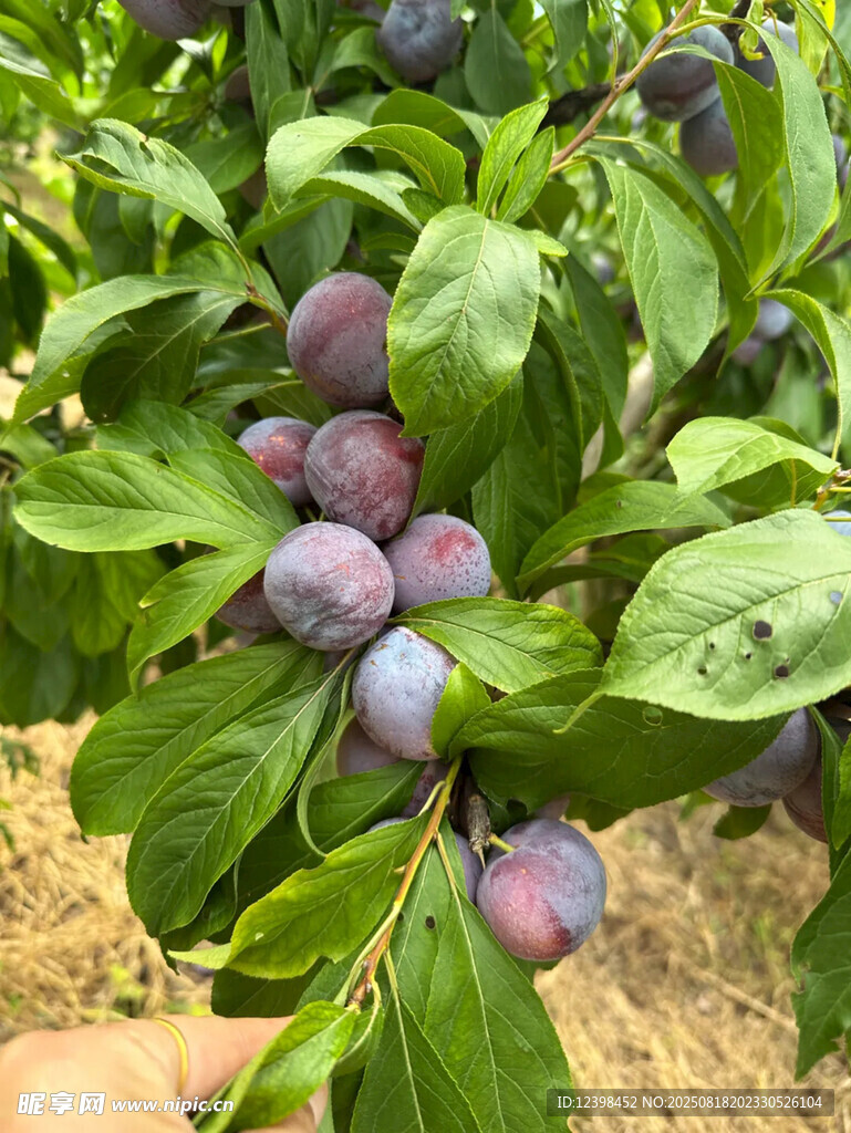 李子