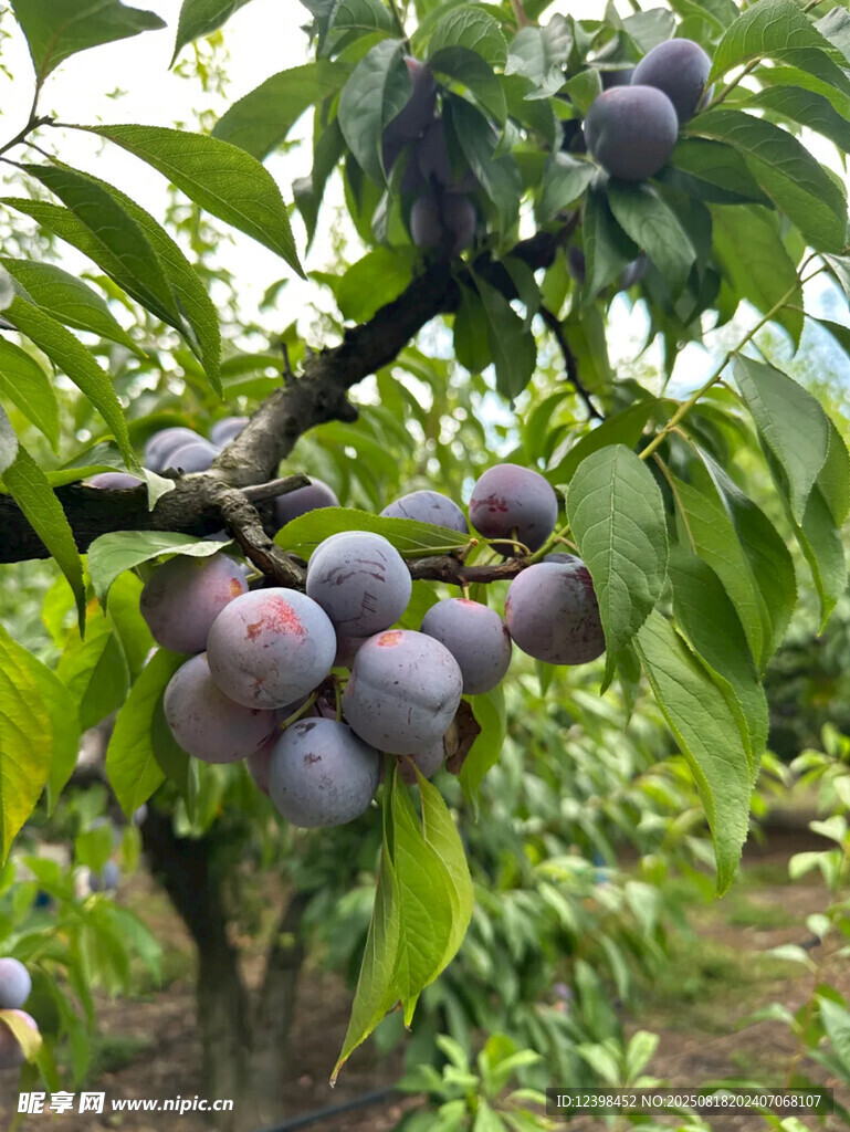 枝头紫李饱满诱人