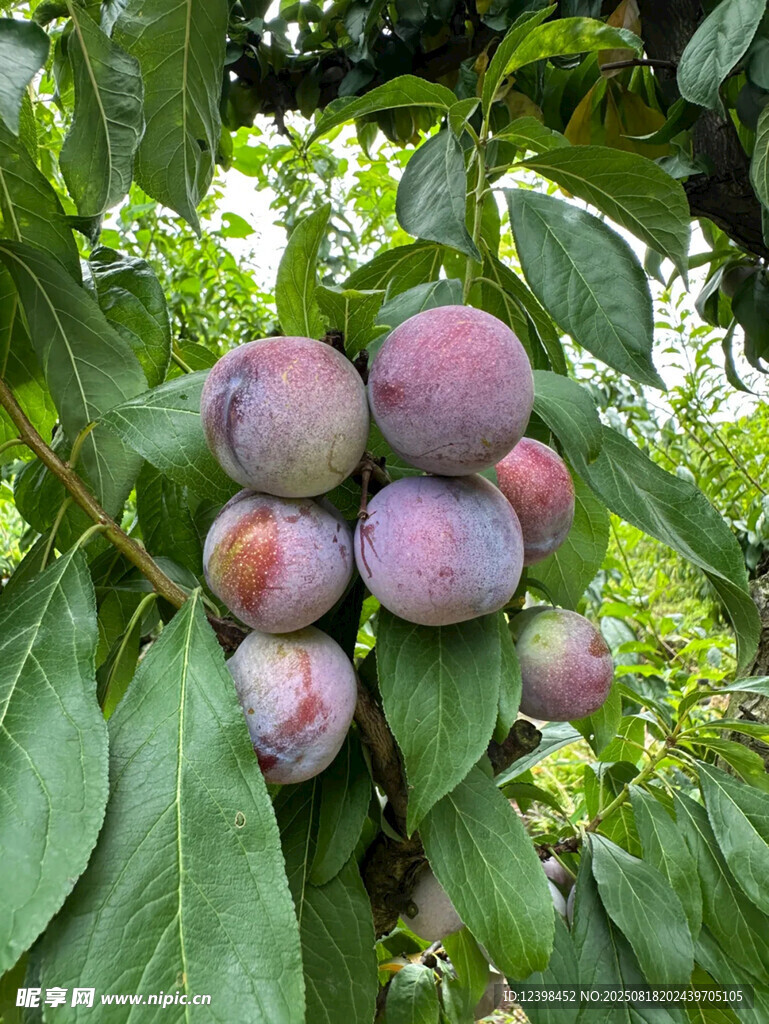 枝头饱满紫李