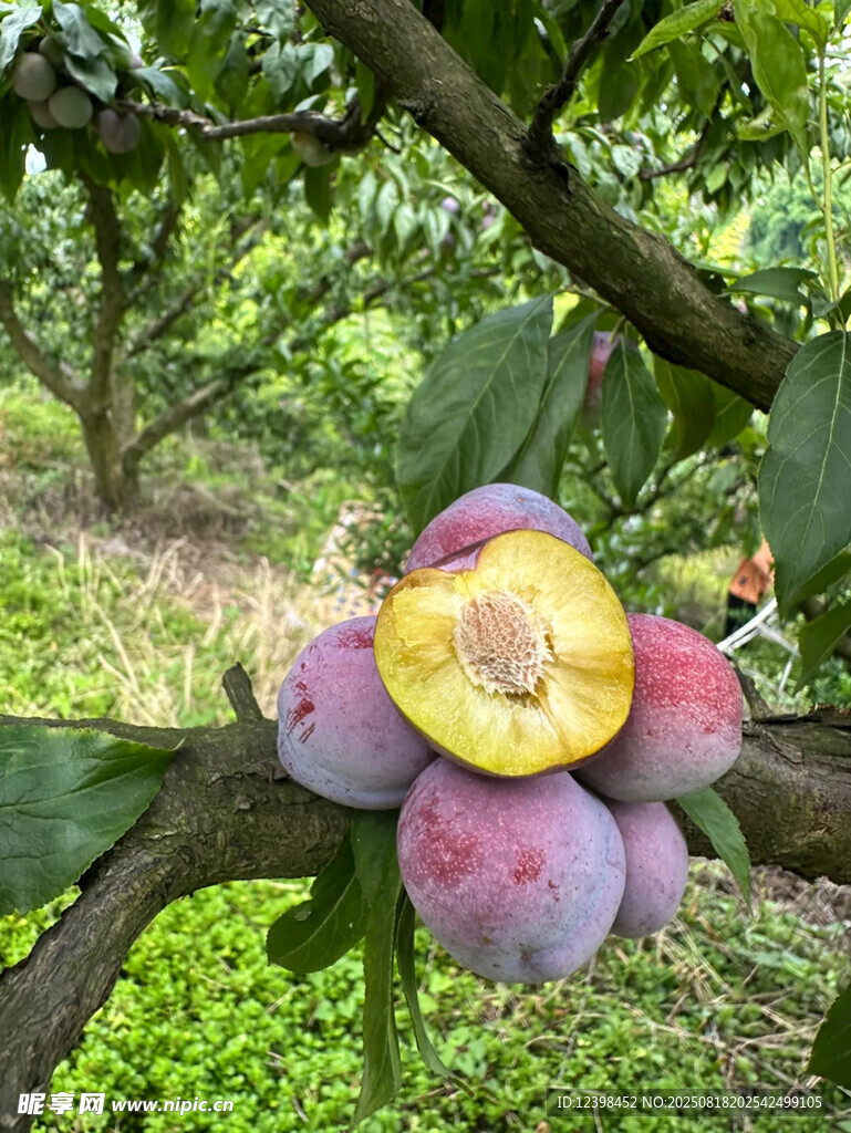 枝头饱满诱人的新鲜李子