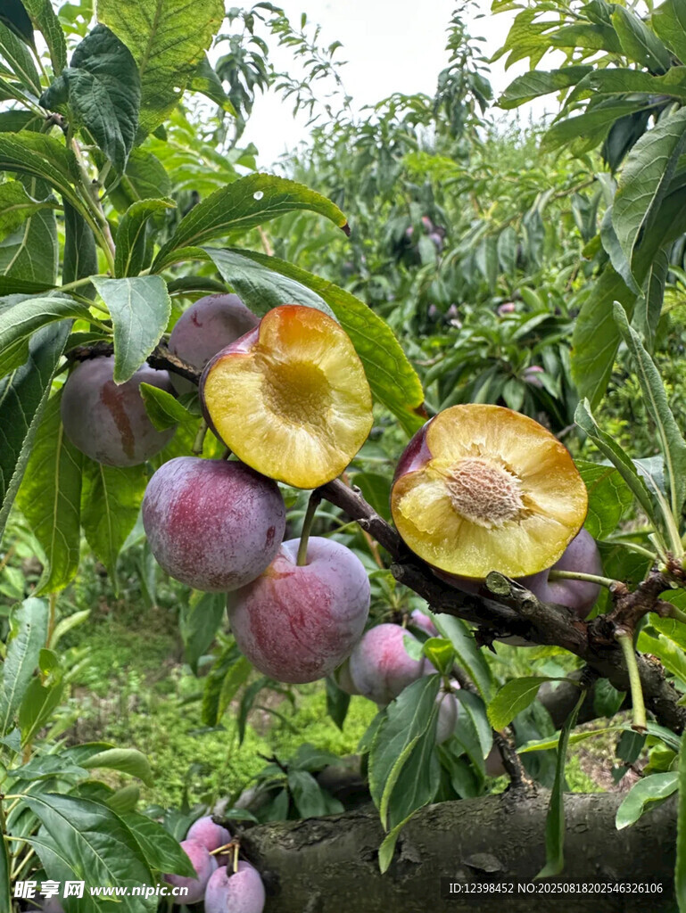 枝头饱满诱人的成熟李子