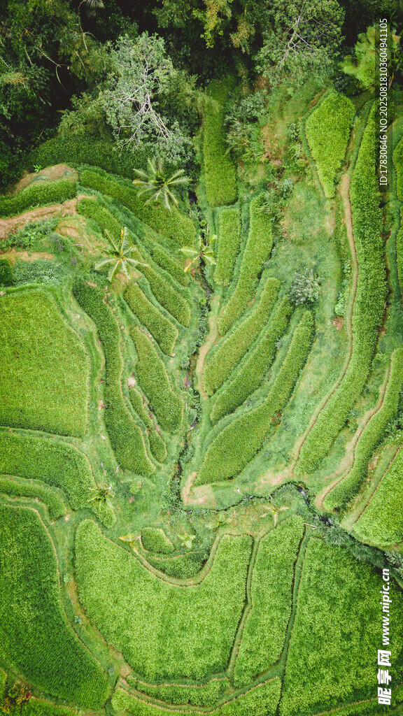 俯瞰翠绿梯田美景