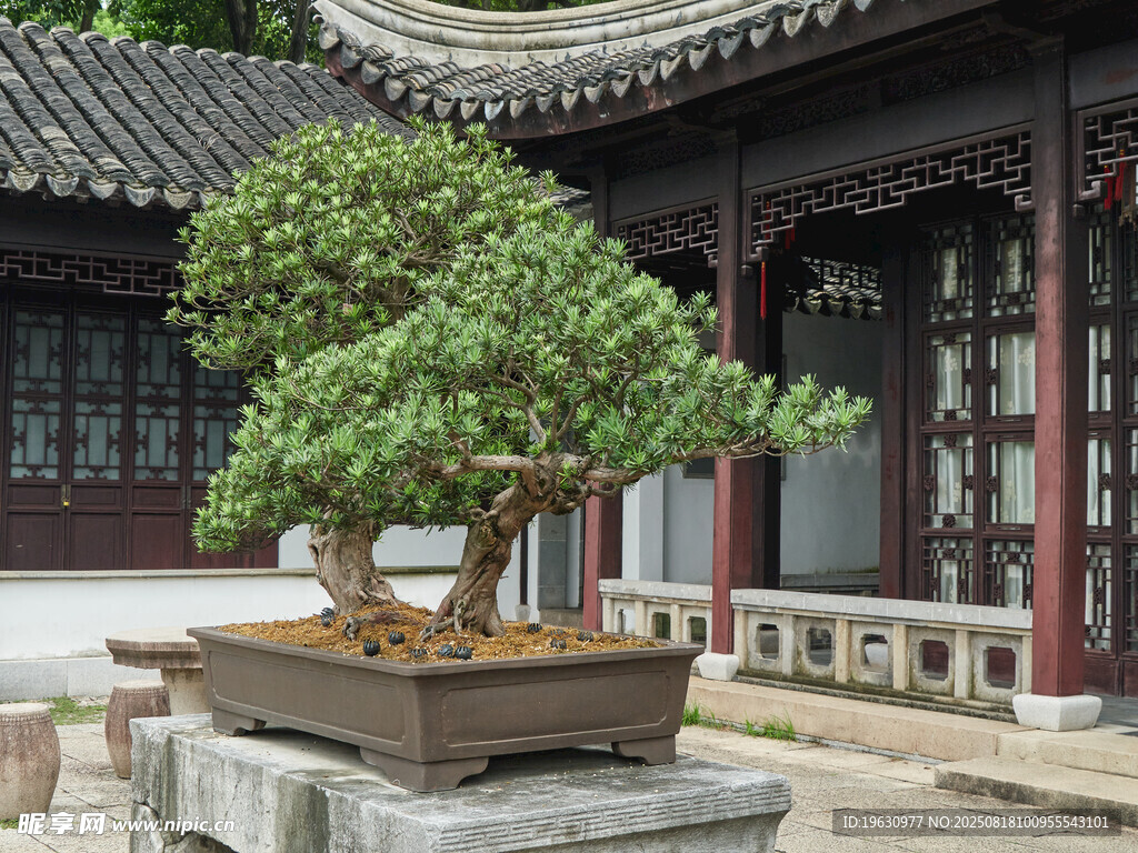 中式庭院中的精致盆景