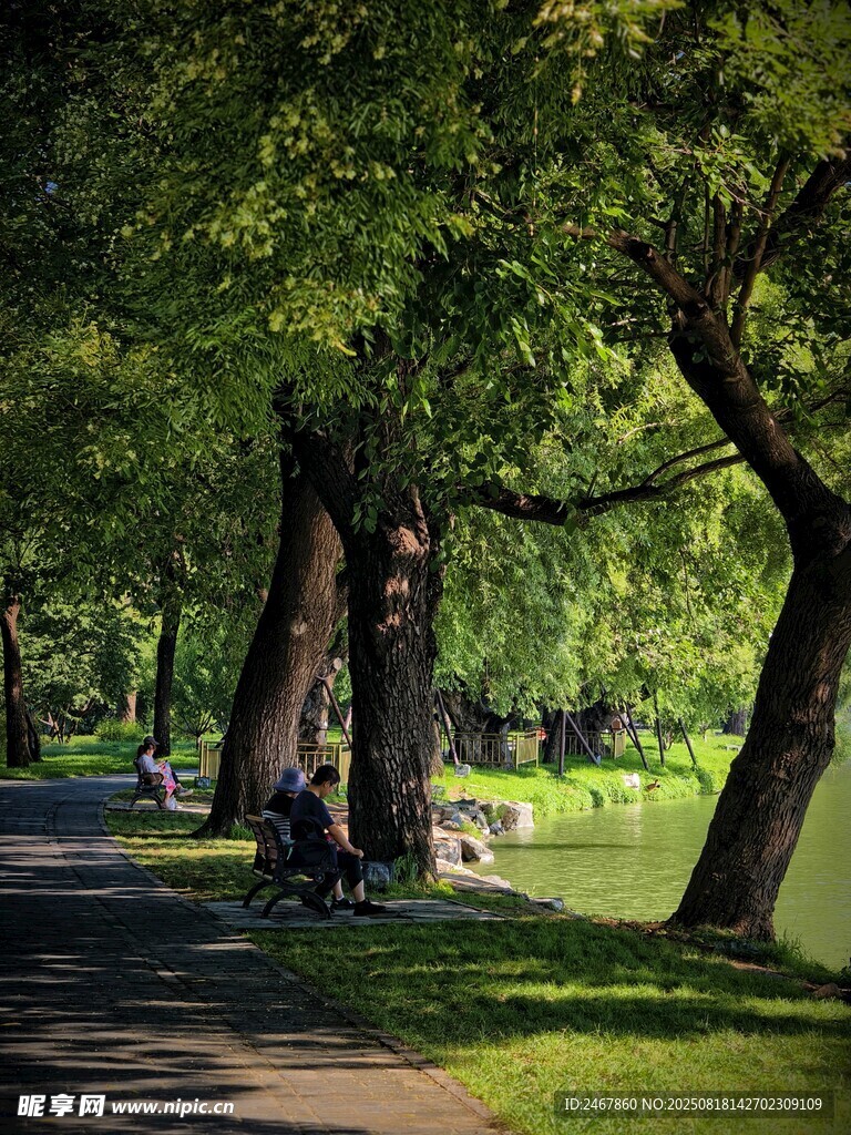 林荫小道静谧的自然景致