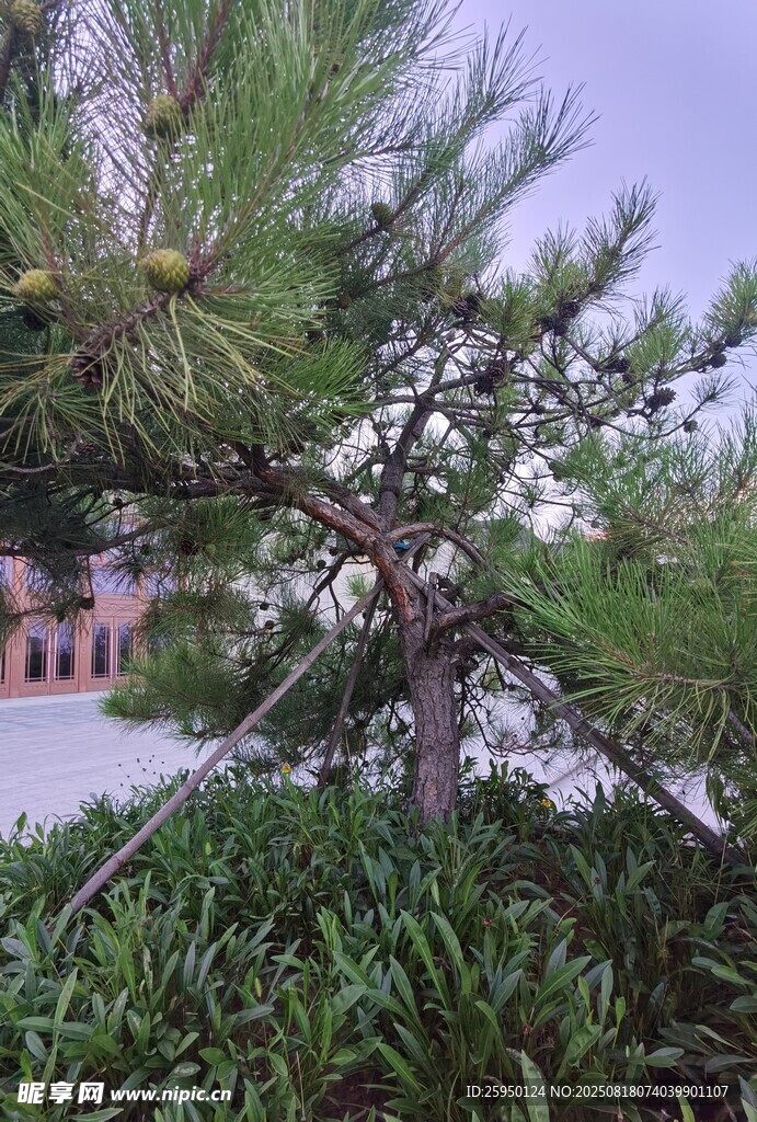 庭院中的苍松翠柏