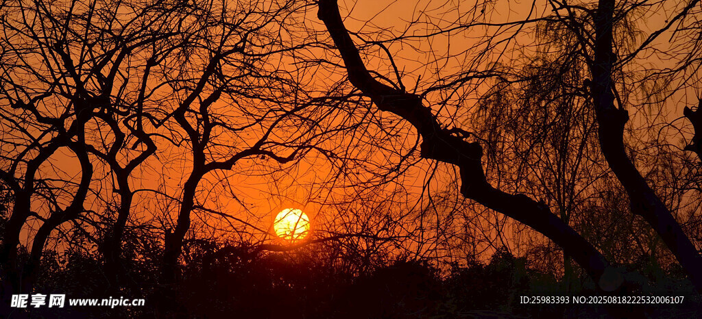 树林夕阳